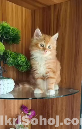 Pure persian